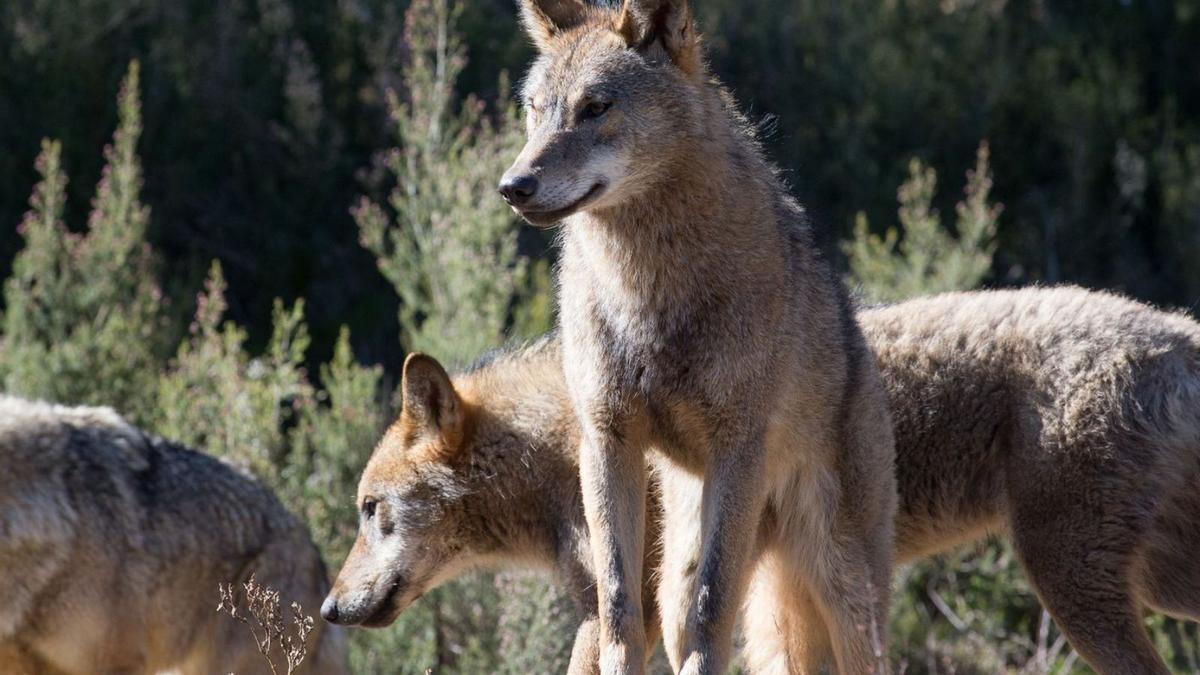 Lobos en el centro de Robledo. | Carlos Castro