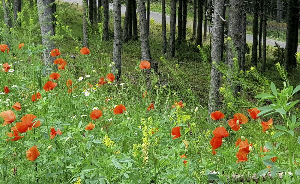 Pipiripips a la Cerdanya.