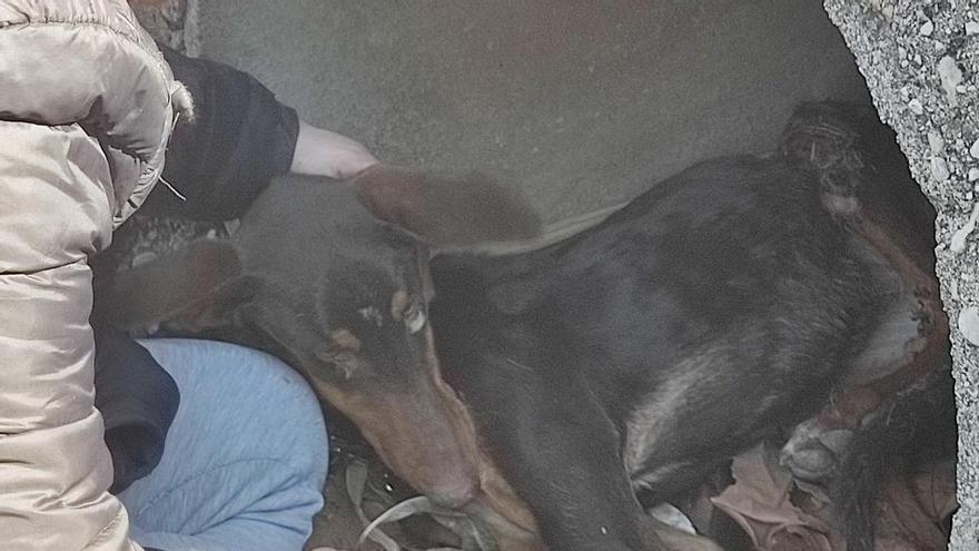 Rescatan a una perra que se había cobijado en un desagüe tras sufrir un  atropello entre Alzira y la Barraca