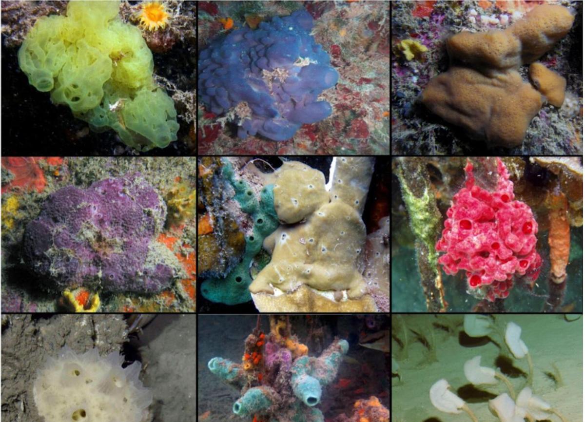 Collage de fotografies submarines que mostren representants de les quatre classes d’esponges estudiades: Calcarea, Homoscleromorpha, Demospongiae i Hexactinellida