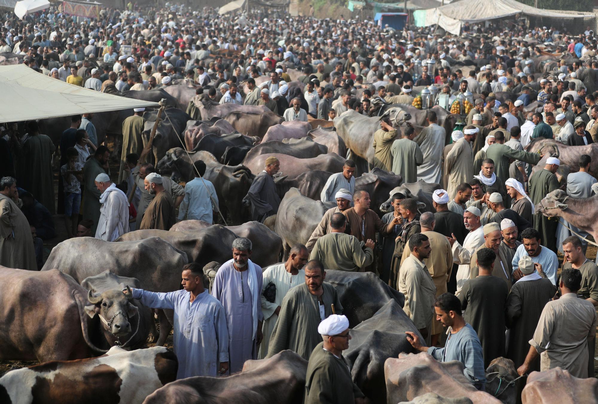 Vista general de un mercado de ganado en la aldea de Al Manashi, antes de la fiesta musulmana de sacrificio Eid al-Adha, en Giza.