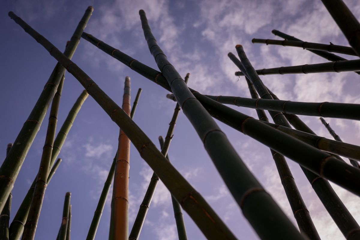 Comienza el montaje de las instalaciones de Flora 2025