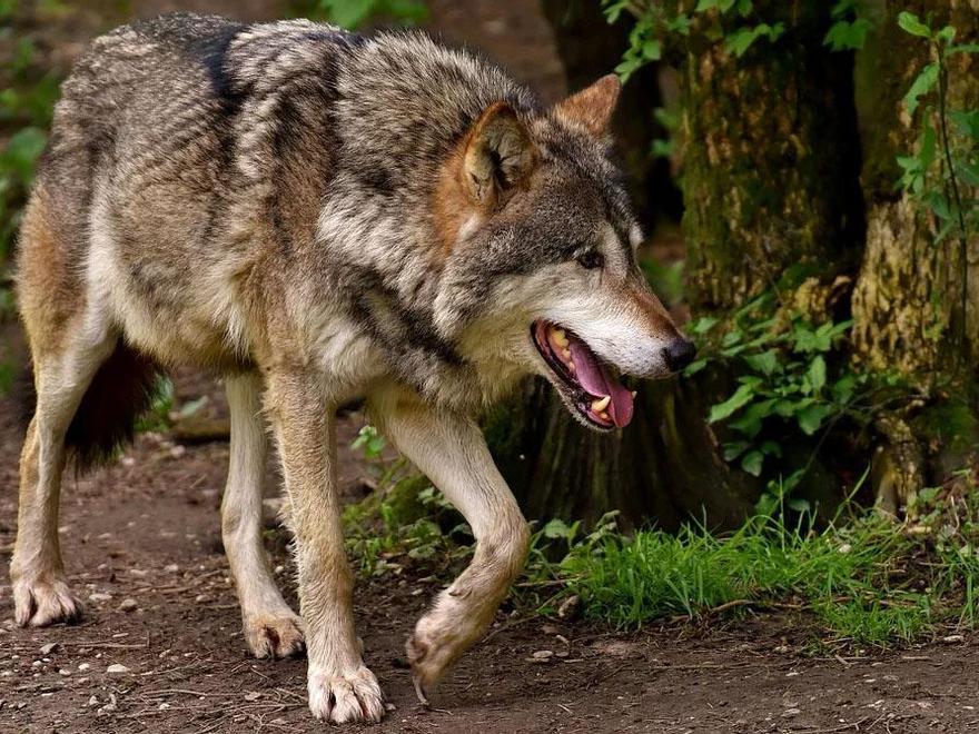 Ejemplar de lobo ibérico.