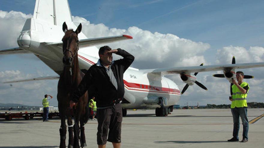 Imagen del desembarco ayer de los caballos en el aeropuerto de Son Sant Joan.