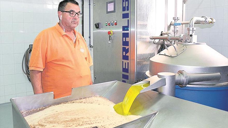 Segorbe da a conocer el aceite ‘en verde’ de la nueva cosecha