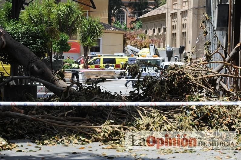 Cae parte del ficus de Santo Domingo en Murcia