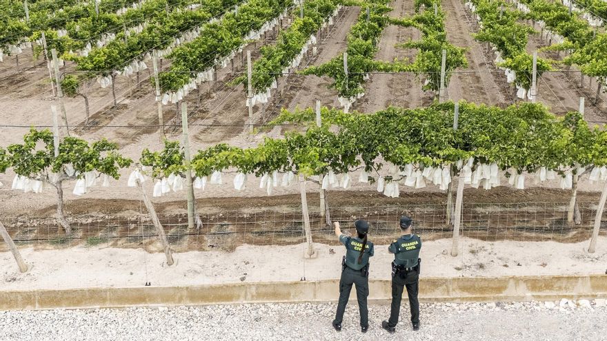 Vigilancia en un campo de uva embolsada