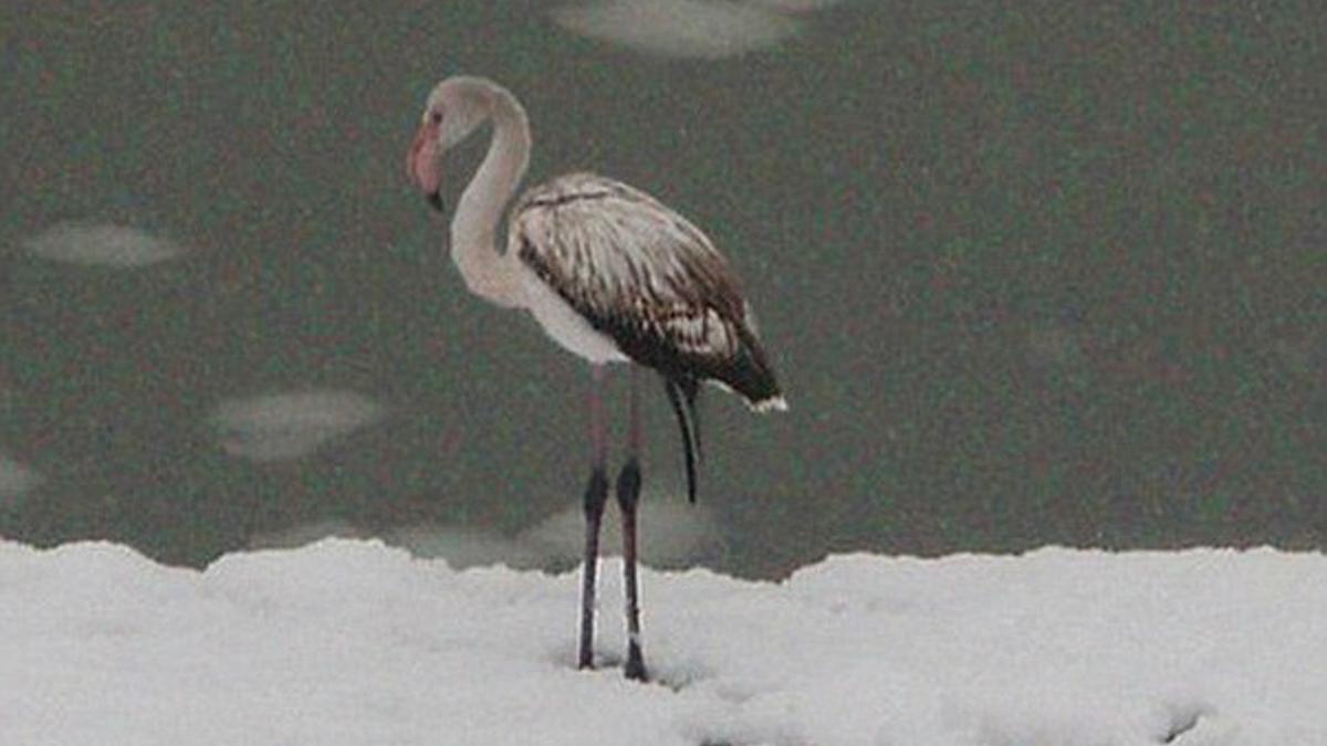 Un flamenco sobre la nieve en el río Usa en Mezhdurechensk, en la zona de Kemerovo, en Siberia.