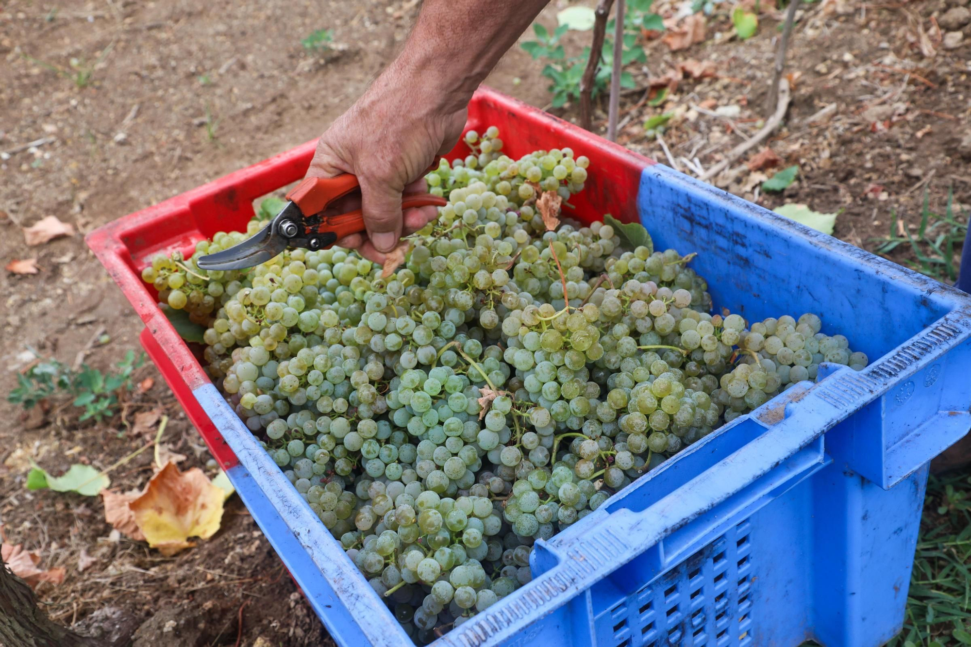 Recolección de uva para el primer espumoso de la bodega arousana Granbazán (O Salnés) en una parcela de Vedra (Ribeira do Ulla).