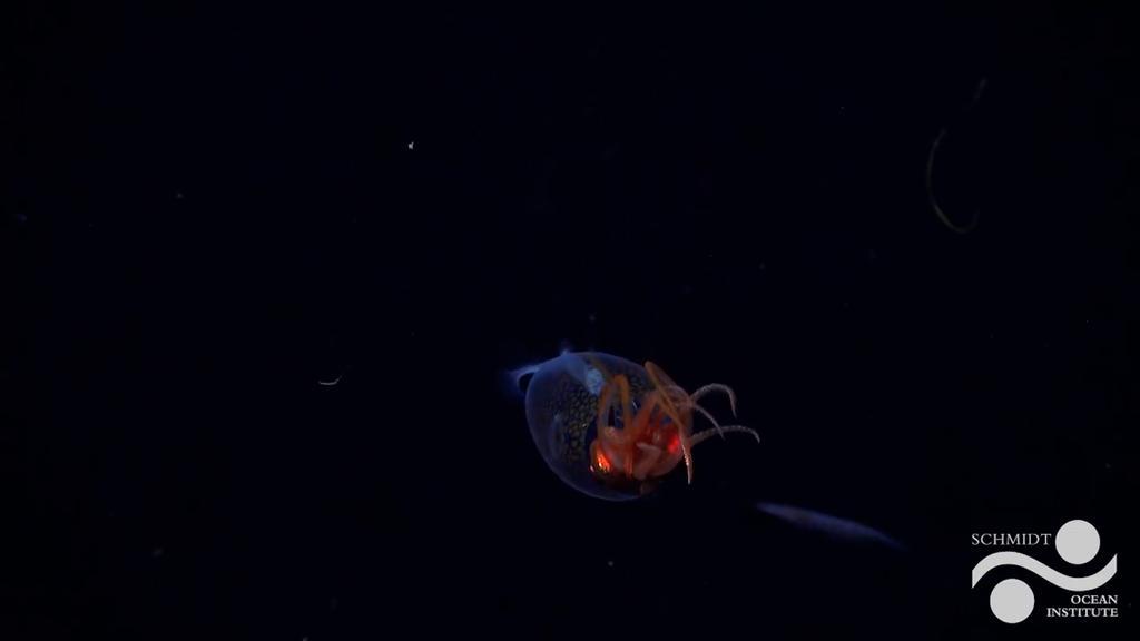 Graban por primera vez en la historia al calamar colosal