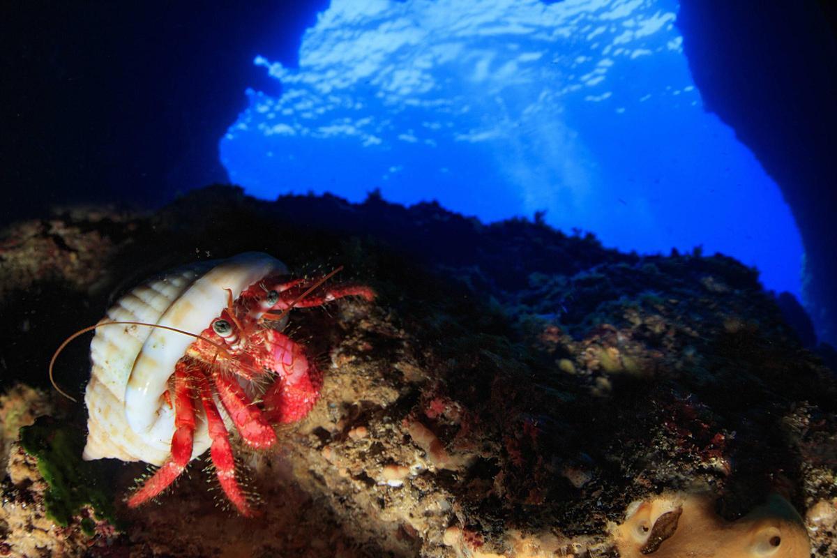 Un cangrejo ermitaño pasea por dentro de una cueva en el Port de ses Caletes.