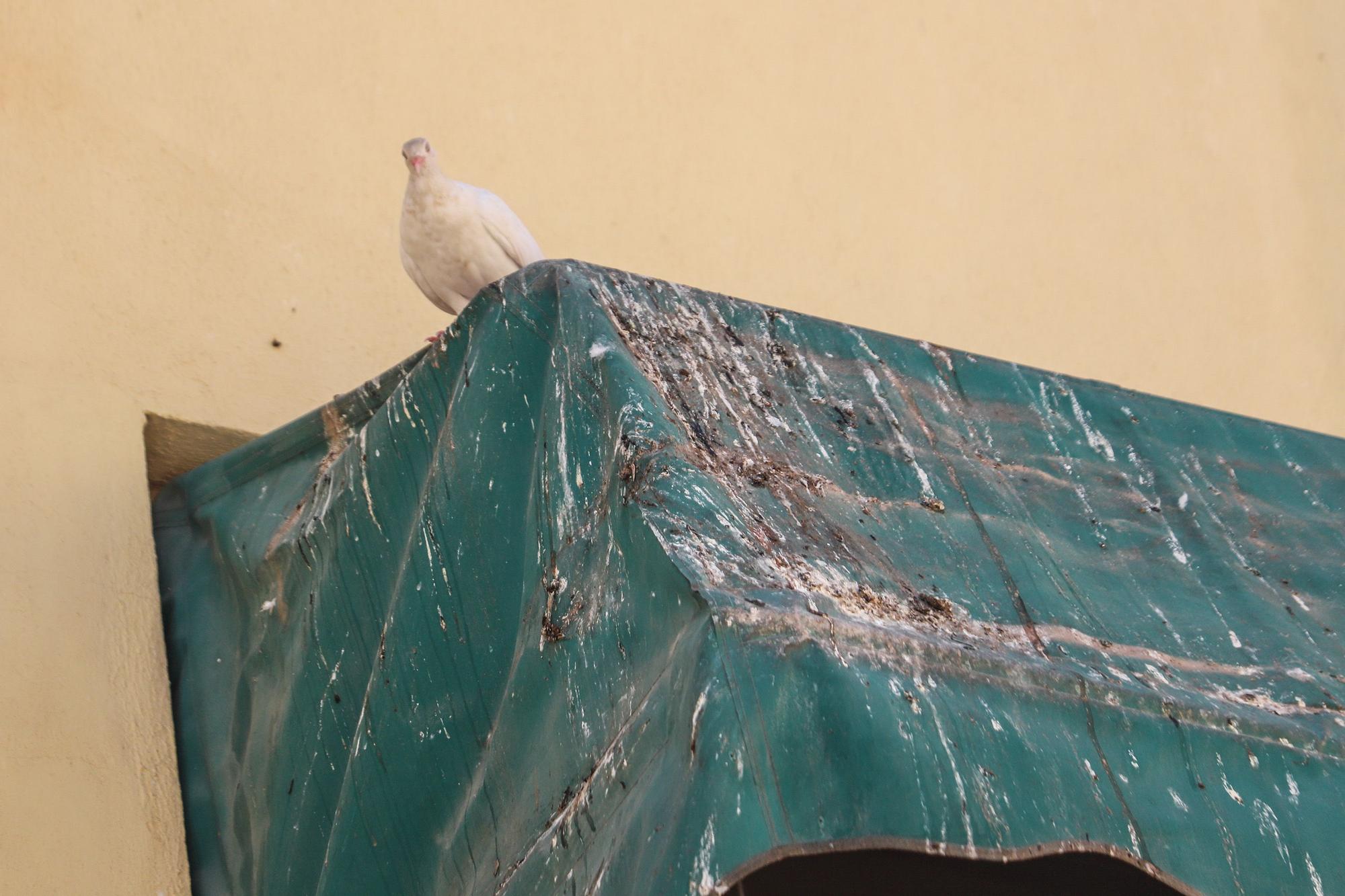 Quejas por la plaga de palomas en Miguel Hernández