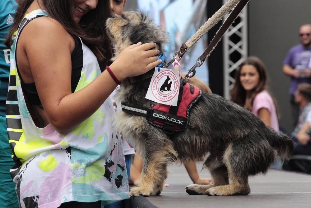 Pasarela de adopción de mascotas en Los Realejos