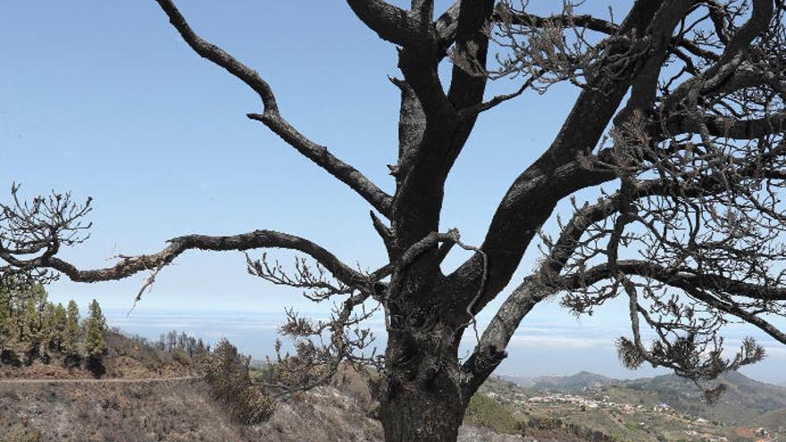 Paisaje de Valleseco, después de extinguir el incendio forestal.