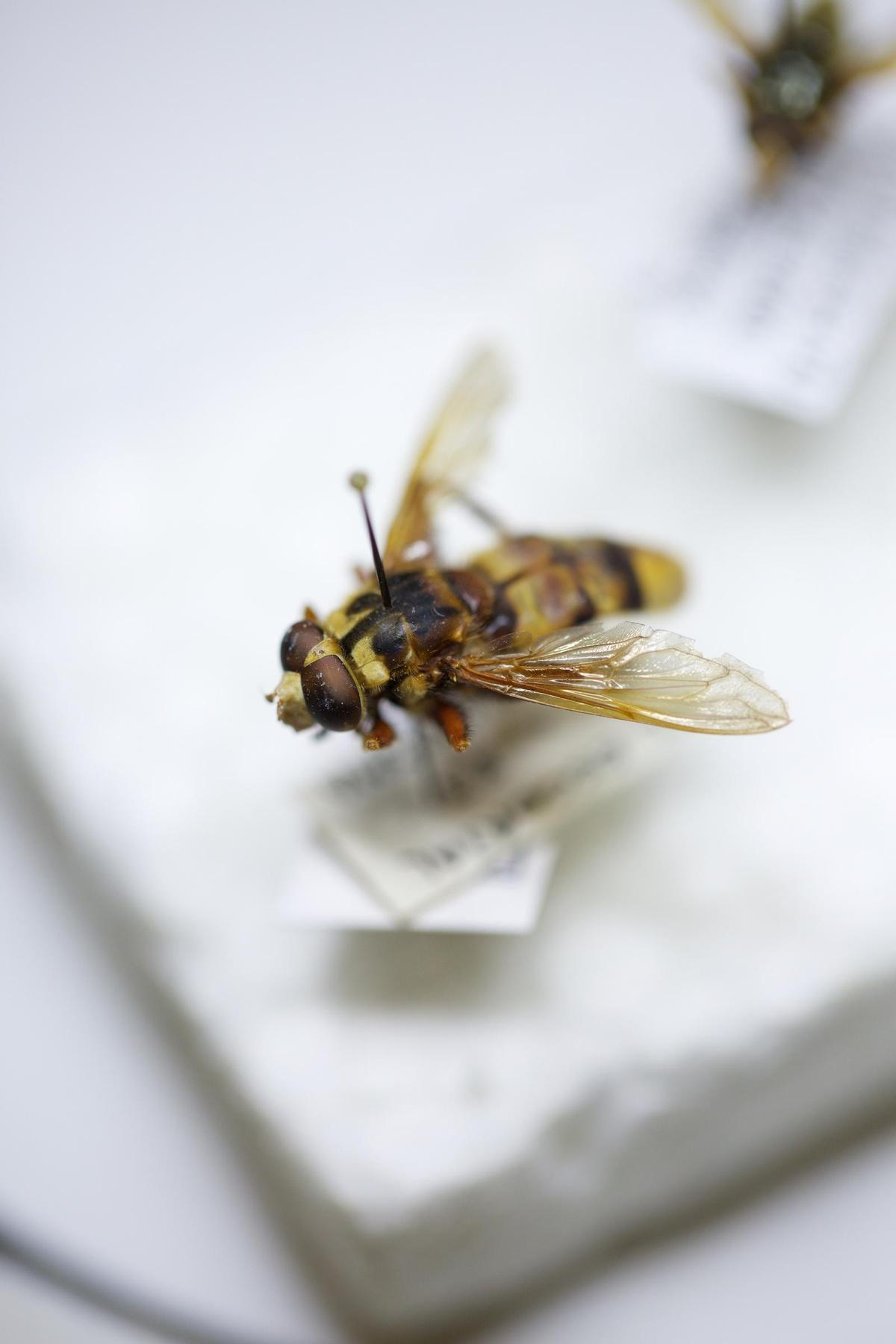 El sírfido, un insecto que se puede confundir con una abeja