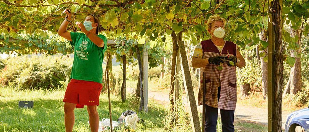 Dos personas vendimian con mascarillas en Sisán (Ribadumia), ayer.