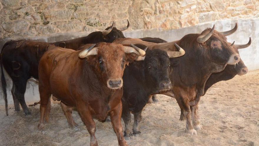 Los toros de Alcurrucén ya están en la plaza