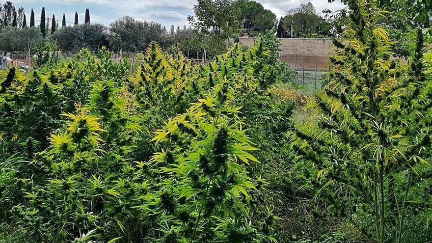 La plantació de marihuana descoberta a Figueres. | GUÀRDIA URBANA
