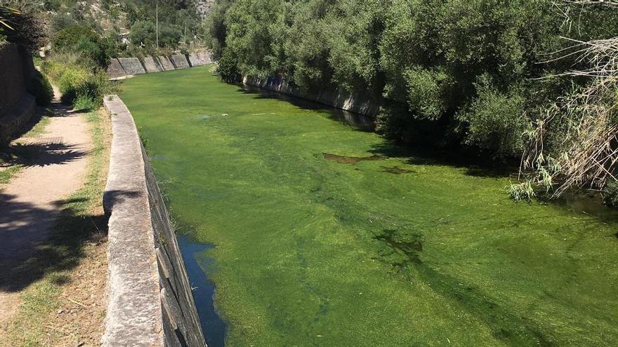 Umweltverschmutzung? Dicke Algenschicht bedeckt den Sturzbach in Sóller auf Mallorca