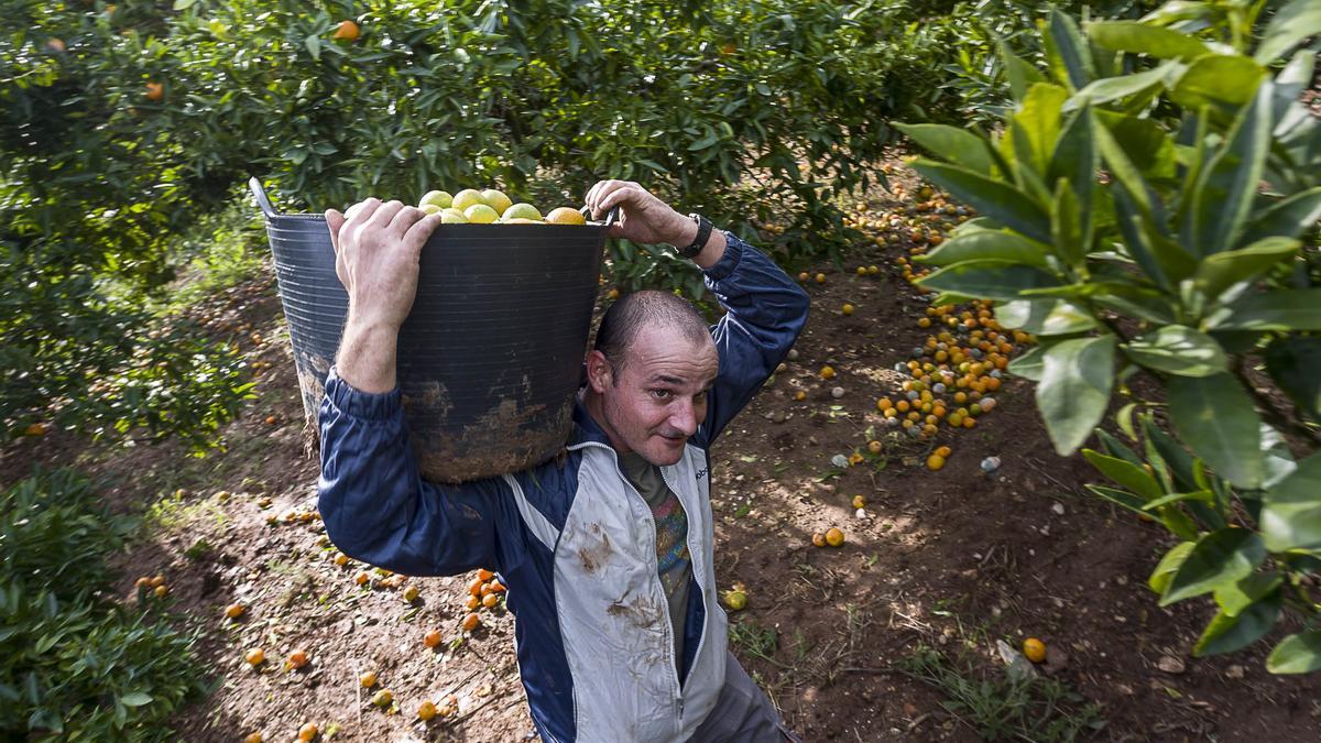 Los recolectores de naranjas exigen unas condiciones que hasta ahora no han sido aceptadas por cooperativas y empresas privadas.