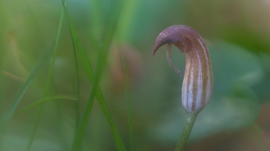 La flor tras la piel de serpiente