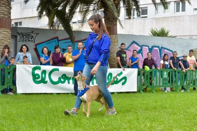 14-12-2019 LAS PALMAS DE GRAN CANARIA. Carrera de perros Can We Run, en el Parque Romano. Fotógrafo: ANDRES CRUZ  | 14/12/2019 | Fotógrafo: Andrés Cruz