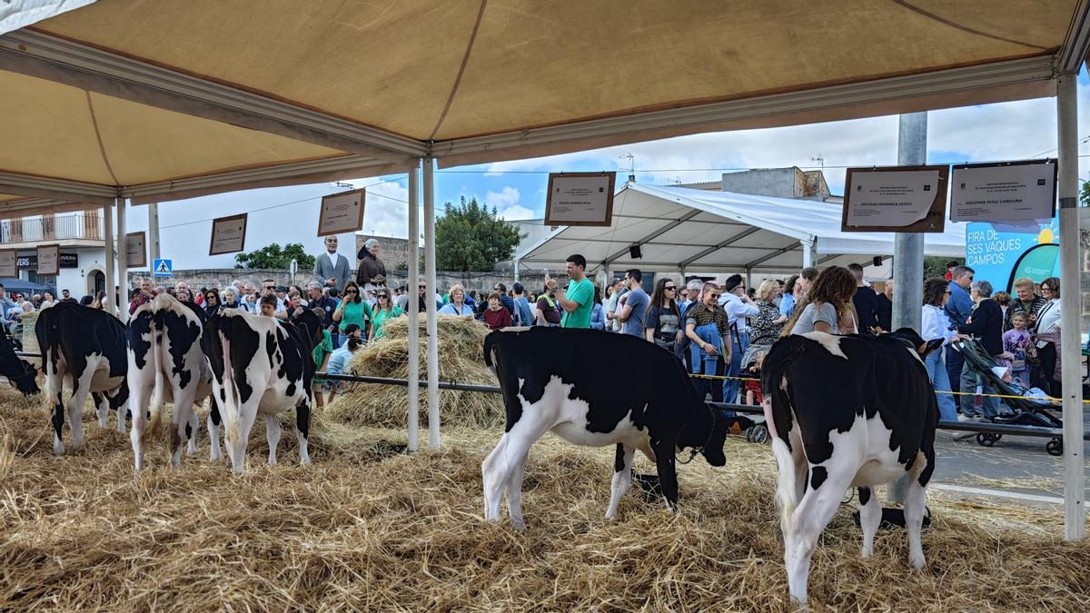FOTOS | Búscate en la Fira de ses Vaques de Campos