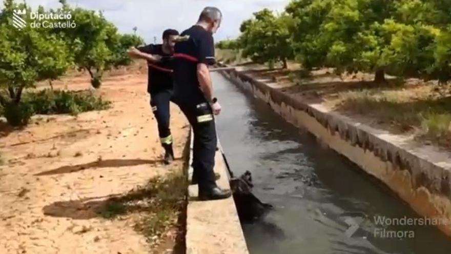 Rescatan a un jabalí caído a una acequia en Nules