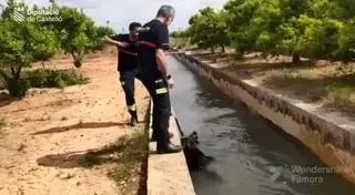 Al rescate de jabalís, halcones o perros en Castellón