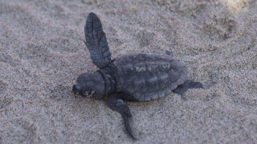 La tortuga boba coloniza la costa valenciana