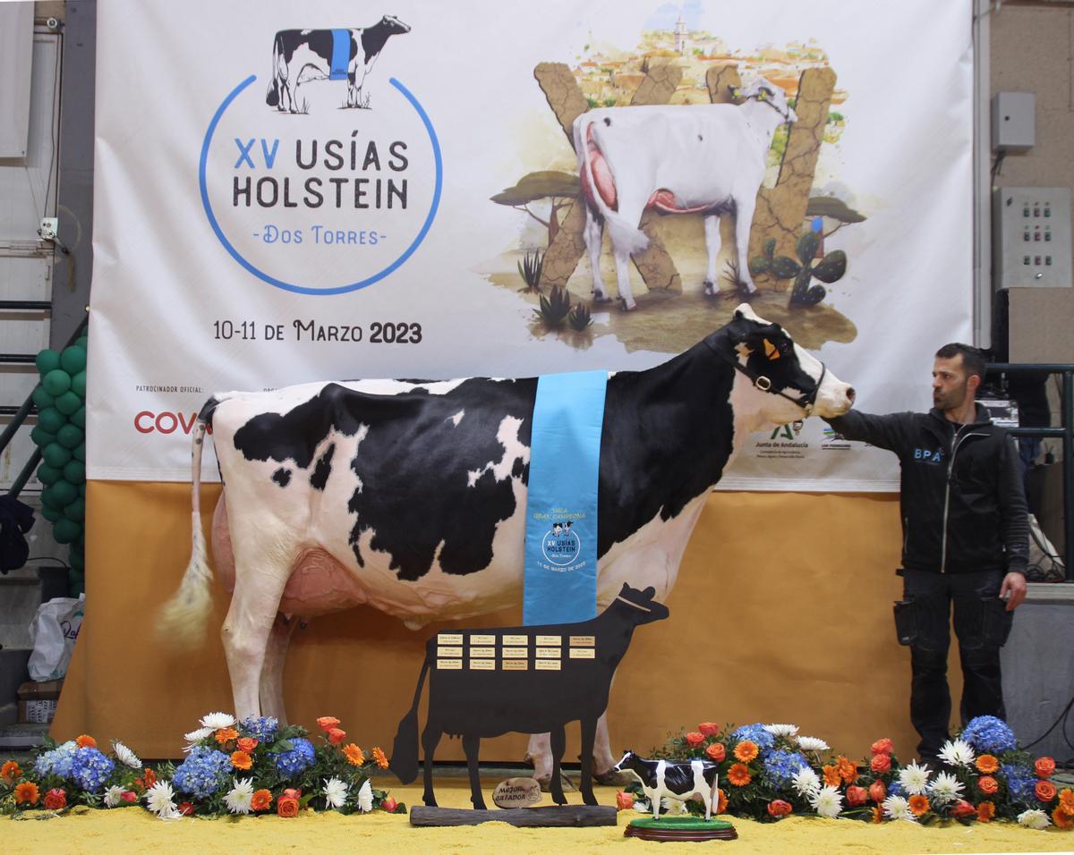 Foto de la vaca gran campeona de Los Pedroches.