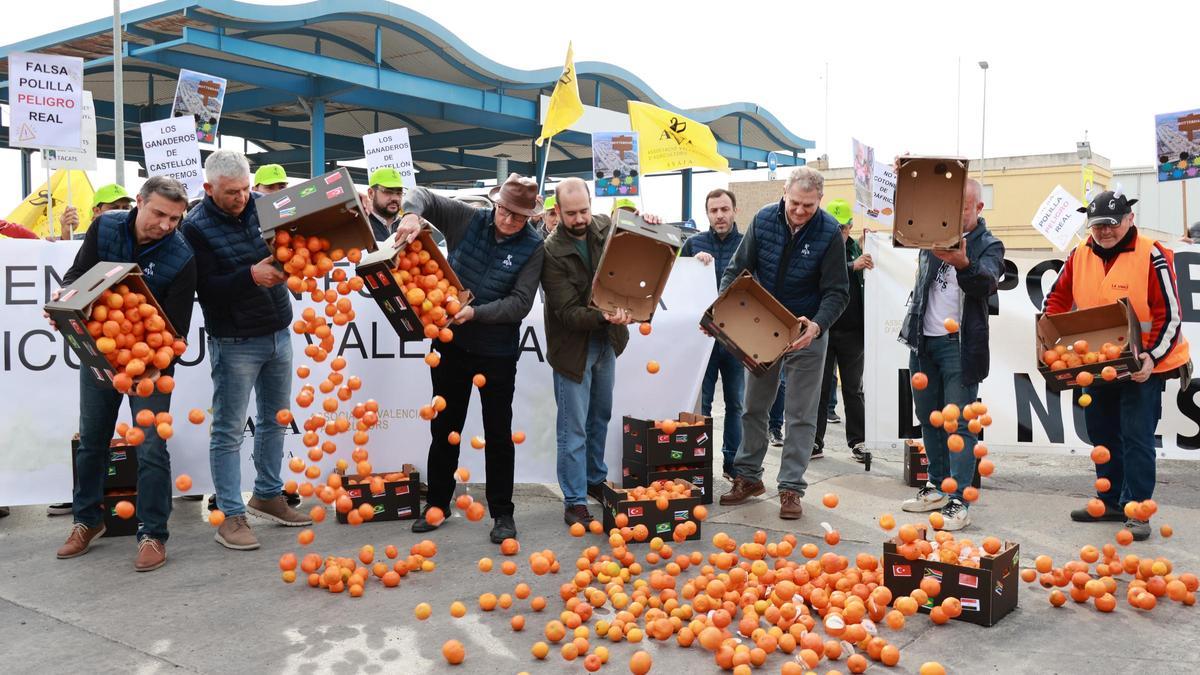 Agricultores tiran naranjas al suelo, el pasado miércoles en Castelló.