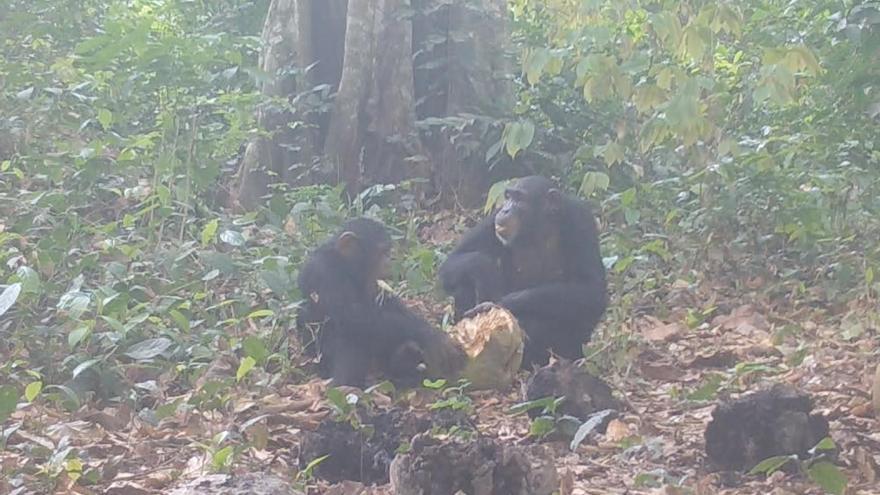 Captado por primera vez un grupo de chimpancés salvajes tomando alcohol en comunidad: &quot;¿Estarán borrachos?&quot;