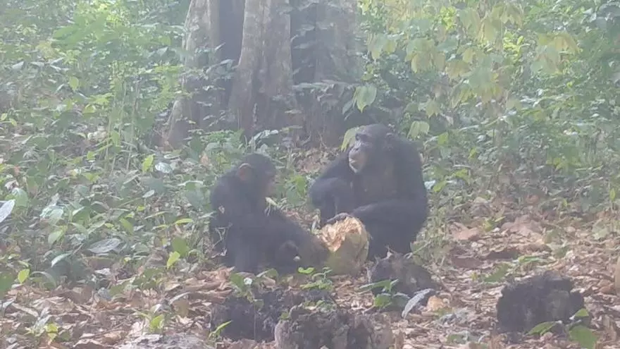 Un grupo de chimpancés se reúne para consumir frutas fermentadas con alcohol.