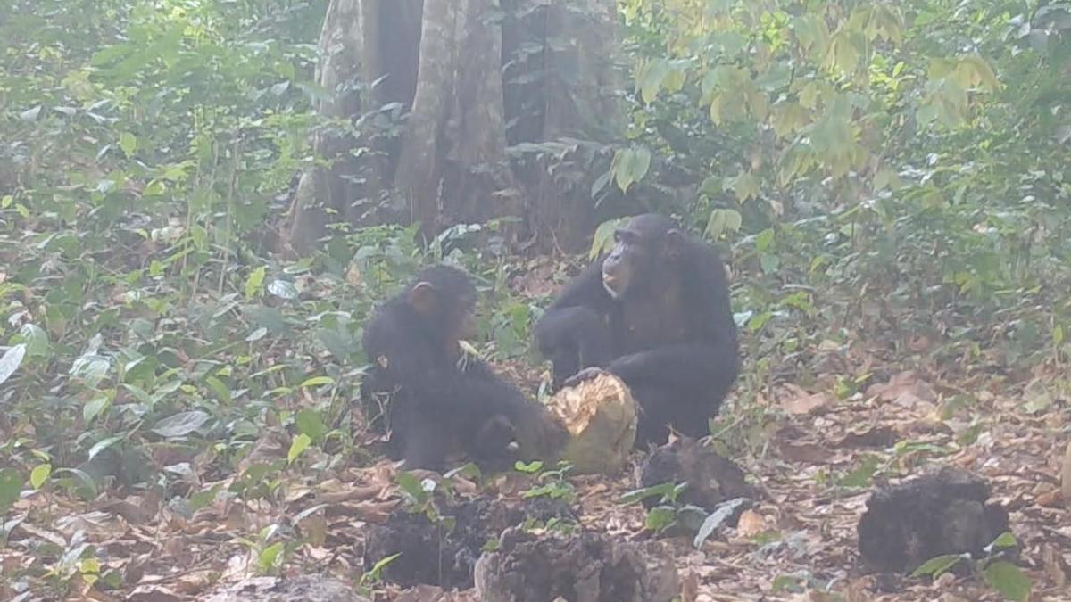 Un grupo de chimpancés se reúne para consumir frutas fermentadas con alcohol.