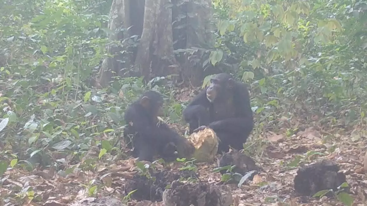 Captado por primera vez un grupo de chimpancés salvajes tomando alcohol en comunidad: "¿Estarán borrachos?"