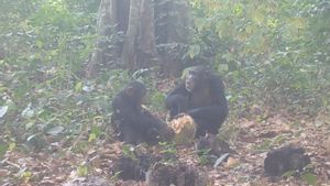 Un grupo de chimpancés se reúne para consumir frutas fermentadas con alcohol.