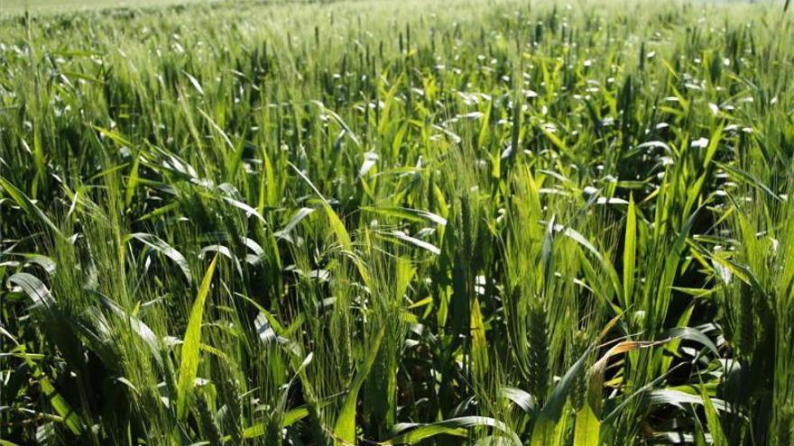 Córdoba pierde unas 6.000 hectáreas de cereales de invierno en esta campaña