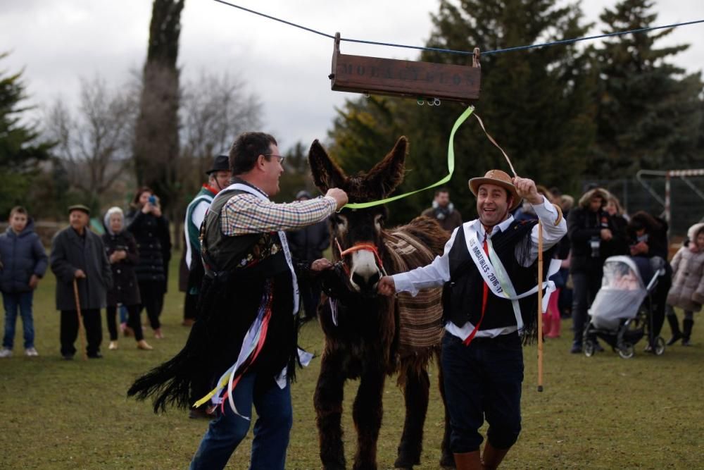 Carrera de cintas en burro en Molacillos.