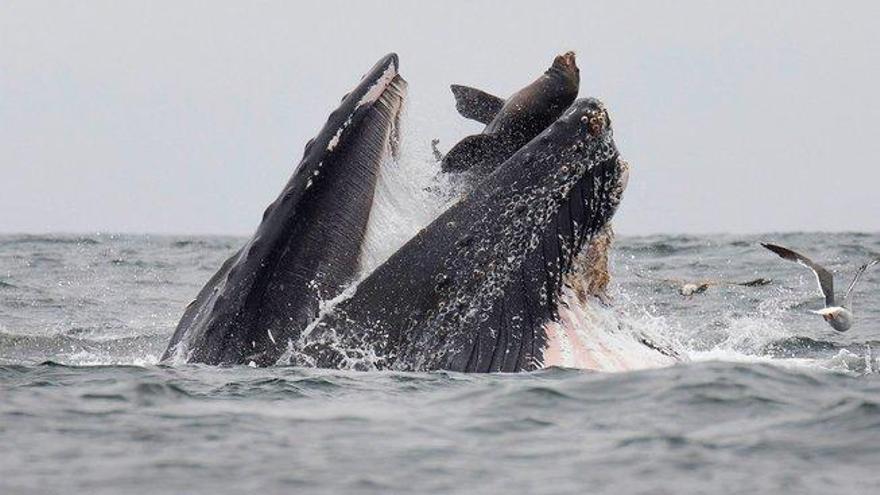 La insólita imagen de un león marino cayendo por la boca de una ballena