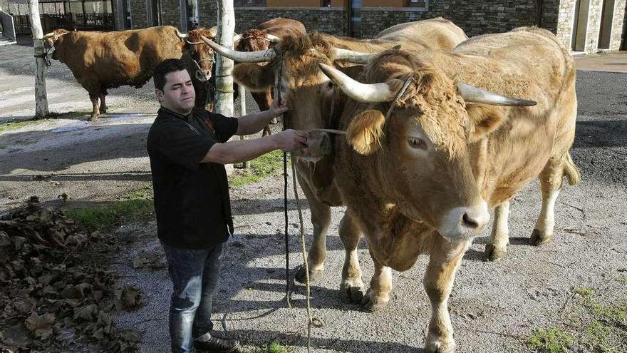 Alberto Canda, ayer, con los bueyes venidos de A Coruña antes de enviarlos a A Bandeira. // Bernabé/J. Lalín