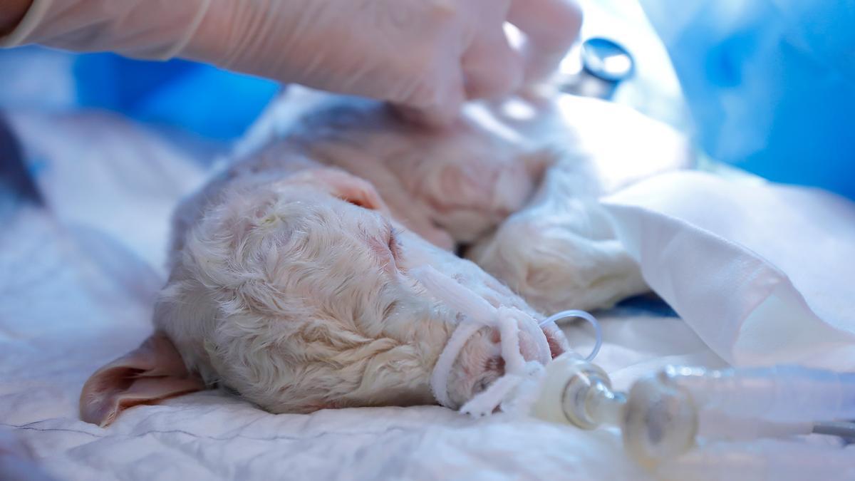 Neonato de modelo ovino en una incubadora convencional tras su paso por el sistema de incubadora lquida.