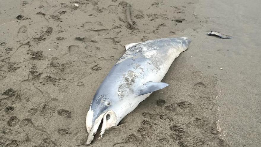 Aparece el cadáver de un delfín en la playa de El Palo