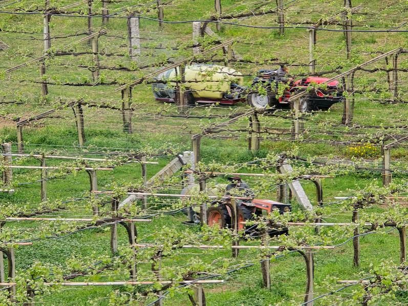 Los viticultores ya se emplean a fondo para luchar contra el mildiu.