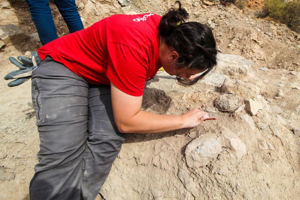 Excavaciones en el yacimiento arqueológico de Callosa de Segura