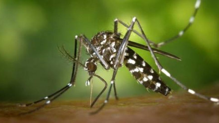 Sanidad vigila el primer caso de chikungunya en España