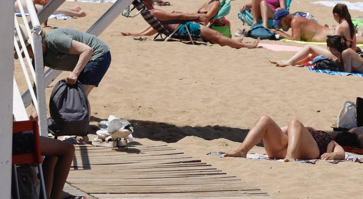 La curiosa escena con una gaviota y un bocadillo en Gijón, en imágenes