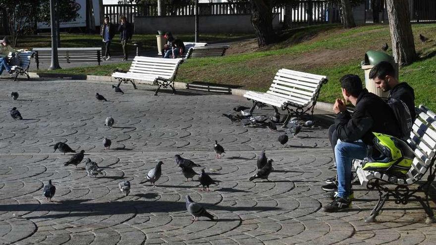 Palomas, ayer, en la plaza de la Tolerancia.