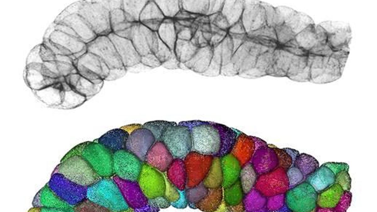 Un principio matemático explica la formación de células, tejidos y órganos