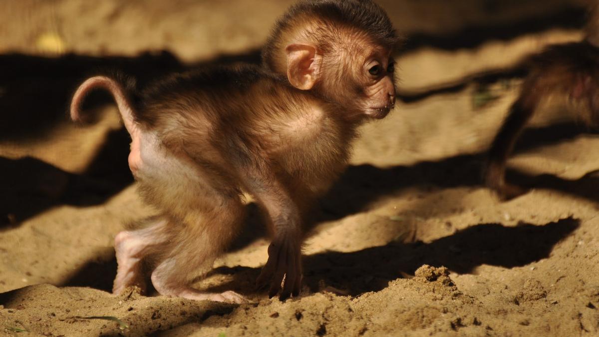 Un ejemplar juvenil de la especie, amenazada por los cultivos de aceite de palma